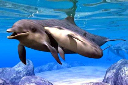 dolphins in San Antonio Ibiza