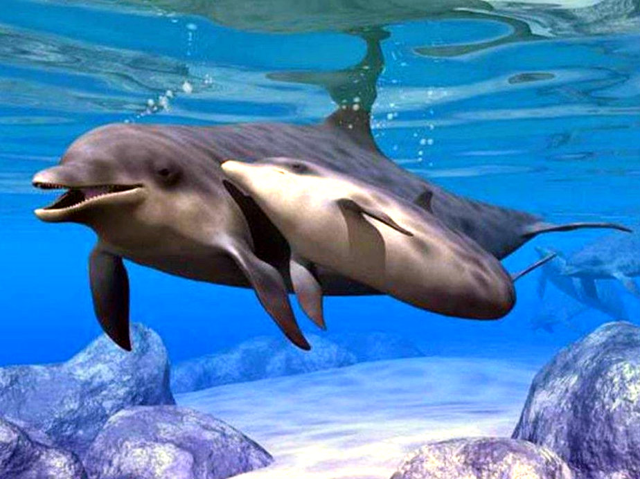 dolphins in San Antonio Ibiza
